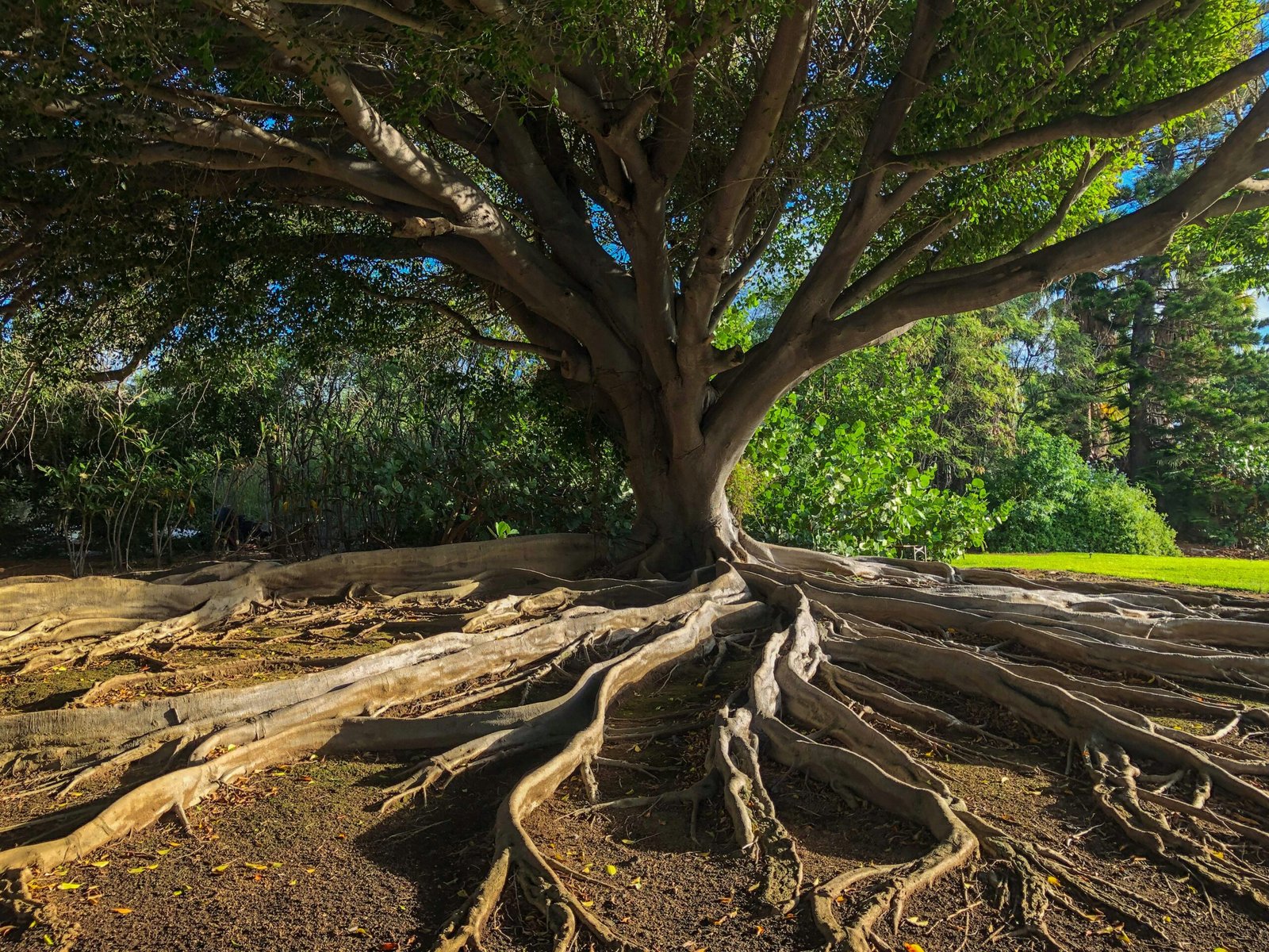 Hutan dan Kehidupan Ekosistem